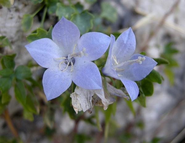 Campanula fragilis subsp. cavolinii / Campanula napoletana